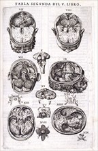 Anatomy of the human cortex, 1556.  Creator: Nicolas Beatrizet.