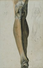 Anatomical drawing of the bones and muscles of the lower leg, 5 June, 1805. Creator: Benjamin Robert Haydon.