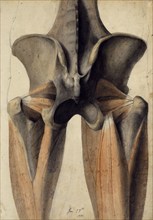 Musculature and bones of the lumbar spine, pelvis and thighs, 28 June, 1805. Creator: Benjamin Robert Haydon.