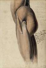 Anatomical drawing of the left side of the torso and upper leg, 30 June, 1805. Creator: Benjamin Robert Haydon.