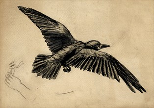 A rook in flight - a study for 'Christmas Eve, 1887', c1887-88. Creator: John Everett Millais.