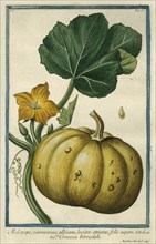 Melopepo (Summer Squash), from Giorgio Bonelli's Hortus Romanus, vol. I (1772). Creator: Maddalena Bouchard.