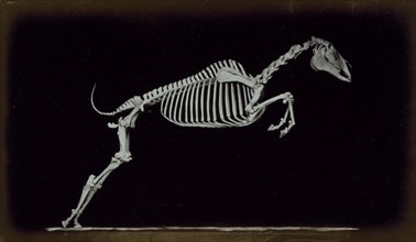 Skeleton of leaping horse, leaving the ground, 1881. Creator: Eadweard J Muybridge.