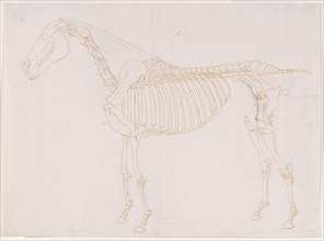 Working drawing of the Blood Vessels for 'The Fifth Anatomical Table of the Muscles ...', 1756. Creator: George Stubbs.