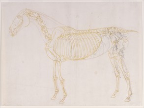 Working drawing of the Blood Vessels for 'The Fourth Anatomical Table of the Muscles ...', 1756. Creator: George Stubbs.