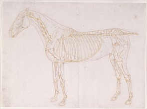 Working drawing of the Blood Vessels for 'The First Anatomical Table of the Muscles ... ', 1756. Creator: George Stubbs.