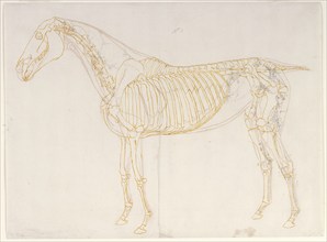 Working drawing of the Blood Vessels for 'The Third Anatomical Table of the Muscles ...', 1756. Creator: George Stubbs.