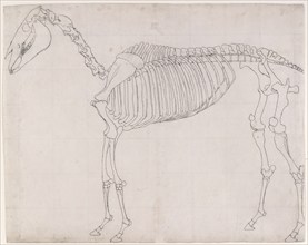 Outline drawing possibly for 'The First Anatomical Table of the Skeleton of the Horse', 1756. Creator: George Stubbs.