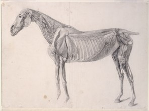 Finished study for 'The Fourth Anatomical Table of the Muscles ... of the Horse', 1756. Creator: George Stubbs.