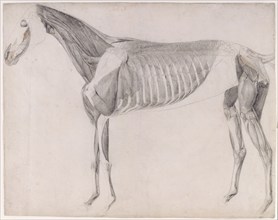 Working drawing for 'The Third Anatomical Table of the Muscles ... of the Horse', 1756. Creator: George Stubbs.