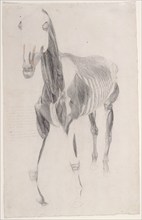 Working drawing for 'The Ninth Anatomical Table of the Muscles ... of the Horse', 1756. Creator: George Stubbs.