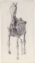 Finished study for 'The Tenth Anatomical Table of the Muscles ... of the Horse', 1756. Creator: George Stubbs.