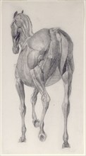 Finished study for 'The Thirteenth Anatomical Table of the Muscles ... of the Horse', 1756. Creator: George Stubbs.