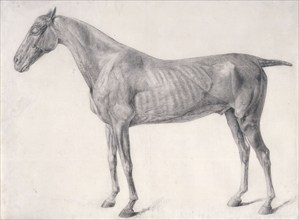 Finished study for 'The First Anatomical Table of the Muscles ... of the Horse', 1756. Creator: George Stubbs.