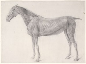 Finished study for 'The Second Anatomical Table of the Muscles ... of the Horse', 1756. Creator: George Stubbs.