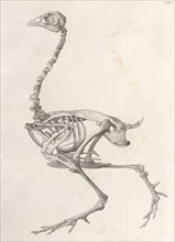 Fowl  Skeleton:  lateral view (A comparative anatomical exposition of the human body..., 1804-06. Creator: George Stubbs.