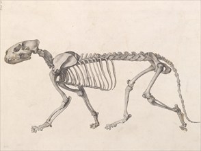 Tiger  Skeleton:  lateral view (A comparative anatomical exposition of the human body..., 1804-06. Creator: George Stubbs.