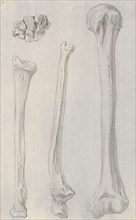 Studies of the bones of the legs, relating to Cheselden's `Osteographia', 1733. Creator: Gerard Vandergucht.