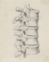 The vertebrae of the loins, relating to Cheselden's `Osteographia', by 1733. Creator: Gerard Vandergucht.