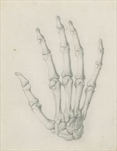 The bones of the hand viewed from the back, for Cheselden's `Osteographia', by 1733. Creator: Gerard Vandergucht.