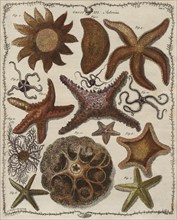 'Asterias' (Starfish), 1781.  Creator: James Barbut.