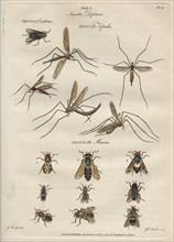 'Insecta Diptera' (Flies), 9 February 1780. Creator: James Newton.