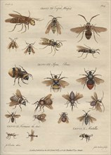 'Genus VII Vespæ, Wasps, Genus VIII Apes, Bees', 9 February 1780.  Creator: James Newton.