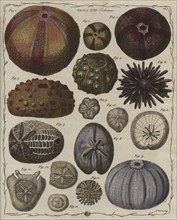 'Echinus' (Sea urchins), 1781. Creator: James Newton.