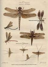 'Insecta Neuroptera' (Dragonflies and mayflies), 9 February 1780. Creator: James Newton.