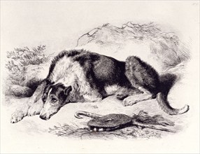 A Shepherd's Dog, c1860. Creator: Edwin Henry Landseer.