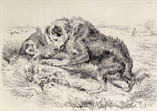 Dogs Worrying a Frog, c1860. Creator: Edwin Henry Landseer.