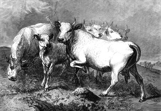 Chillingham wild cattle, 1872. Creator: Unknown.