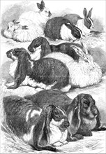 Prize rabbits at the Crystal Palace Show, 1872. Creator: Unknown.