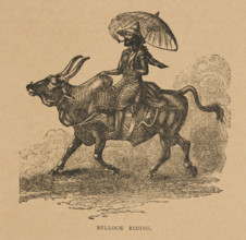 Bullock Riding from "Hagenbeck's World Renowned Ceylonese Exhibition", 1886. Creator: Unknown.