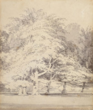 Beech Trees, 1795-1797. Creator: JMW Turner.