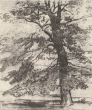 Sugar Maple, 1920. Creator: Bolton Coit Brown.