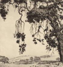 Weeping Oaks, c1900-1952. Creator: Alfred Ray Burrell.