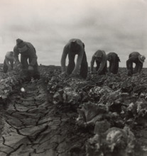 Filipinos Cutting Lettuce, Salinas, California, 1935. Creator: Dorothea Lange.