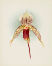 Orchid: Cypripedium A. de Lairesse, 1906. Creator: Frederick William Bolas.