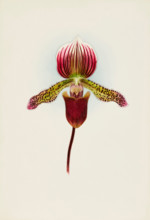 Orchid: Cypripedium Goweri Magnificum, Schofield's Variety, 1906. Creator: Frederick William Bolas.