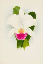 Orchid: Cattleya Mendelii, 1906. Creator: Frederick William Bolas.