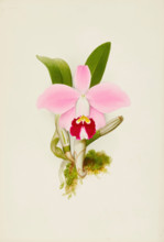 Orchid: Laelia Praestans, 1906. Creator: Frederick William Bolas.