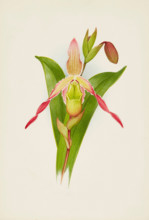 Orchid: Cypripedium, 1906. Creator: Frederick William Bolas.