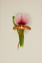 Orchid: Cypridium Charlesworthii, 1906. Creator: Frederick William Bolas.