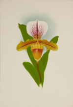 Orchid: Cypridium Luanum, 1907. Creator: Frederick William Bolas.