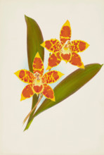 Orchid: OdontoglossumTriumpharis, 1907. Creator: Frederick William Bolas.