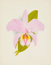 Orchid: Cattleya Missiae, 1907. Creator: Frederick William Bolas.