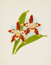 Orchid: Odontoglossum luteo-purpureum, 1907. Creator: Frederick William Bolas.