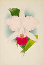 Orchid: Cattleya Mondelux, 1907. Creator: Frederick William Bolas.