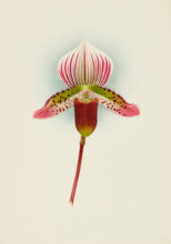 Orchid: Cypripedium Smithae, 1907. Creator: Frederick William Bolas.